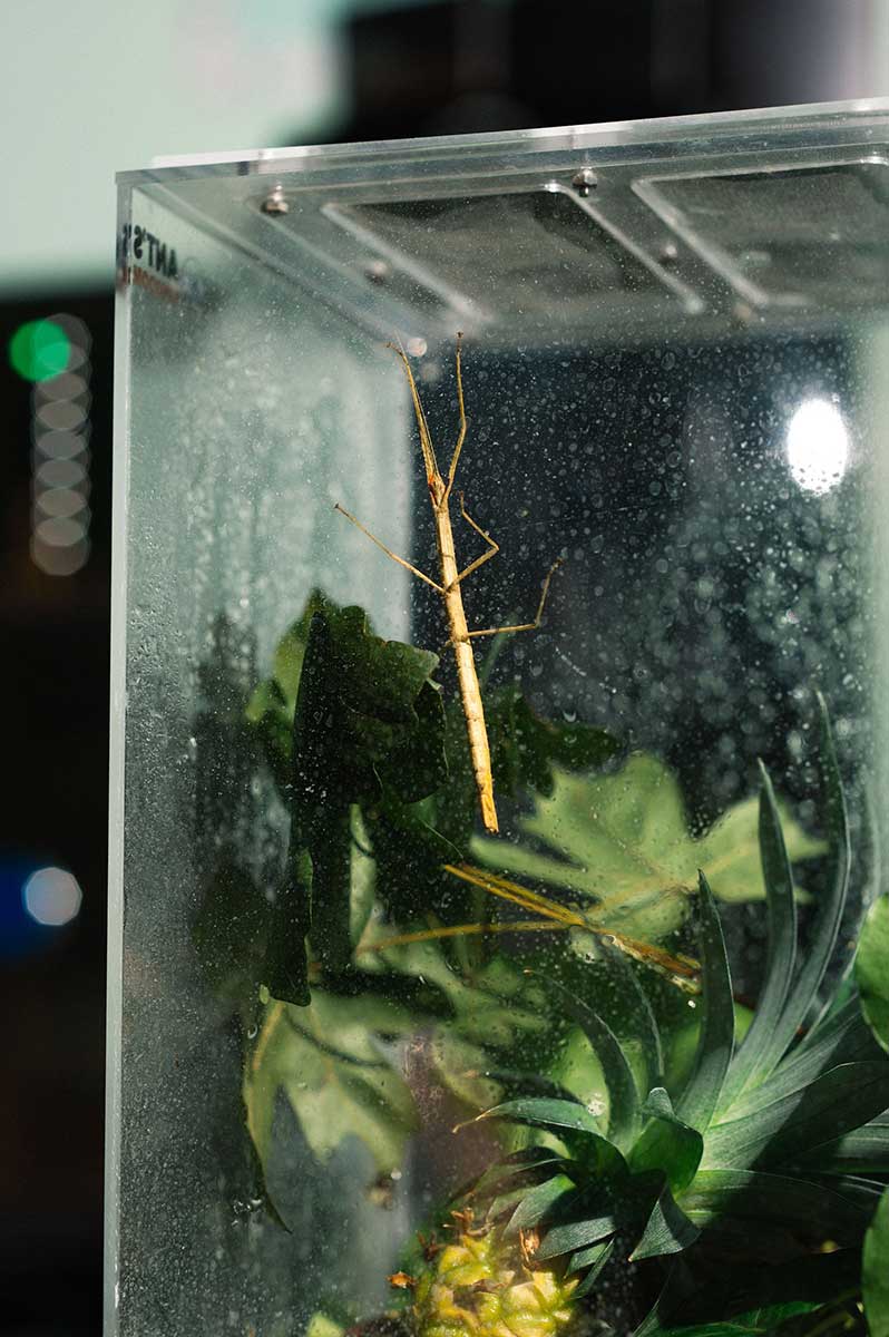 Qbic-Hotel-WTC-Amsterdam-stick-insect-01